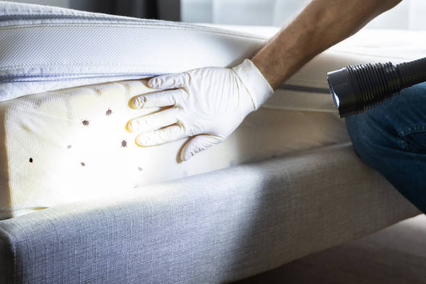 Best Rat Extermination Near Me  in North Lewisburg, OH