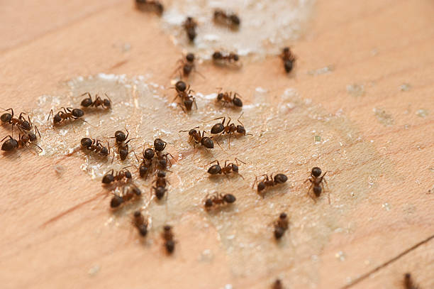 Best Pest Control Near Me  in North Lewisburg, OH